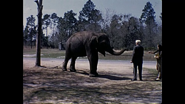 20世纪60年代的家庭电影——人们在路边喂被链子拴住的大象视频素材