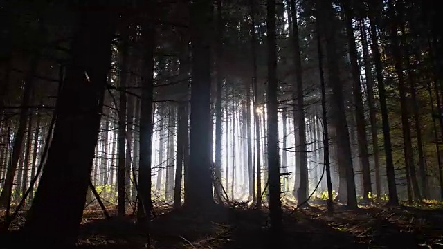 黑暗森林视频素材