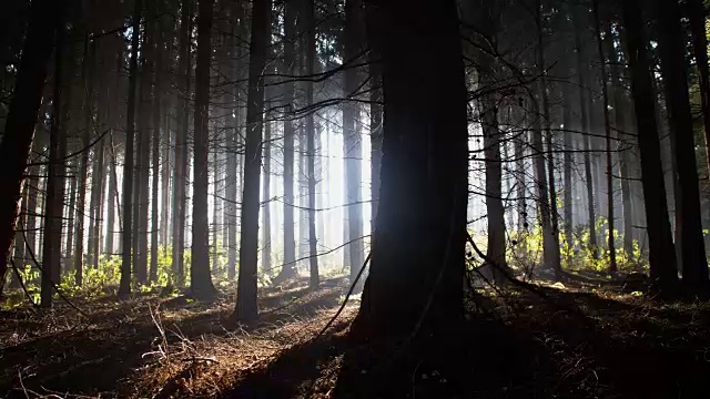 暗针叶林视频素材