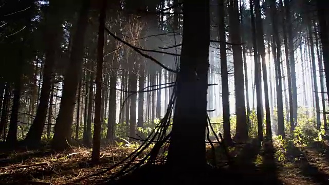 拍摄于针叶林中黑暗的树木中视频素材