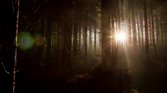 黎明时分的针叶林视频素材