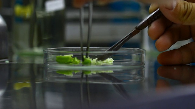 用于植物组织培养的生物技术切片兰花种子视频下载