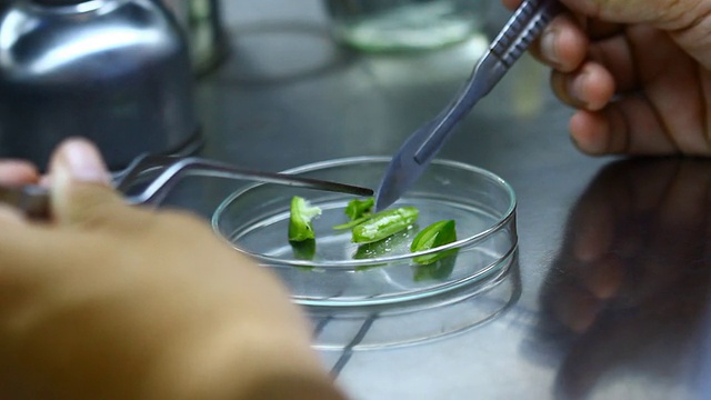 用于植物组织培养的生物技术切片兰花种子视频下载