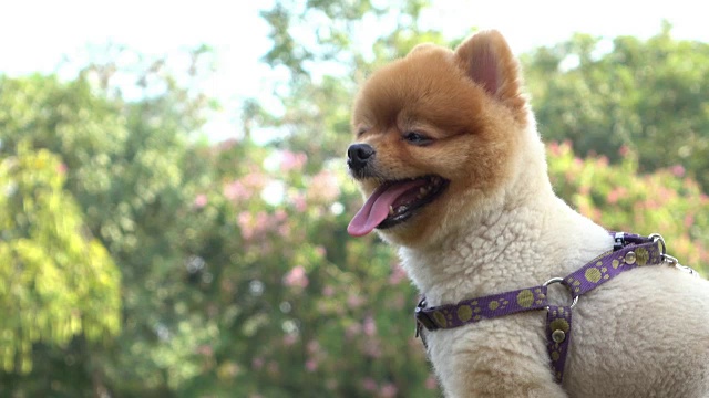 博美犬是可爱的宠物视频下载
