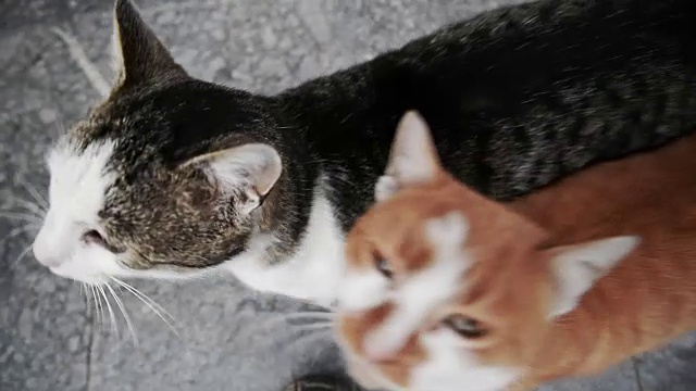 两只猫玩视频下载