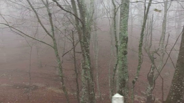 秋天有雾的薄雾森林视频素材