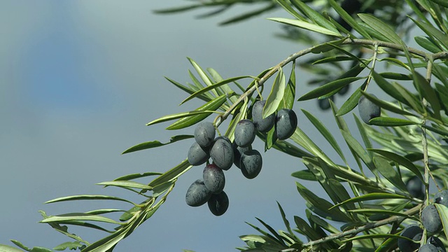 ECU成熟的橄榄在树枝上随风摇摆视频下载