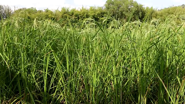 绿色水稻农场视频素材