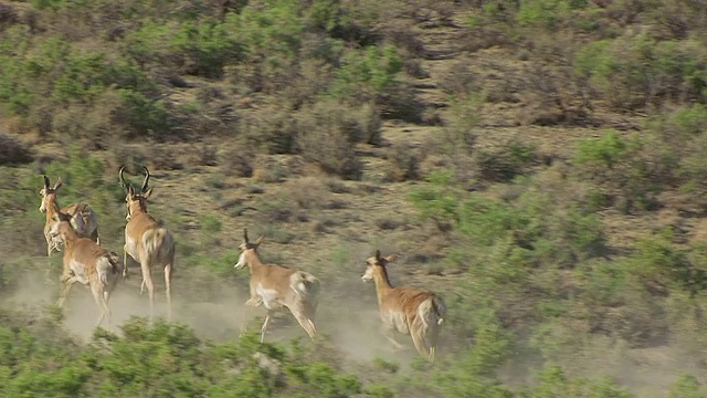 美国怀俄明州探险岛羚羊群奔跑的MS AERIAL TS照片视频素材