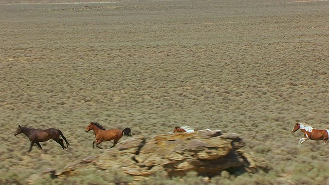这是美国怀俄明州风河印第安人保留地沙漠中奔跑的马的照片视频素材
