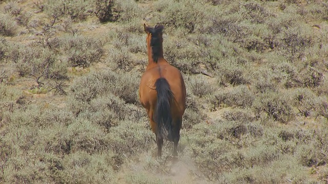 这是美国怀俄明州风河印第安人保留地野马奔跑的照片视频素材