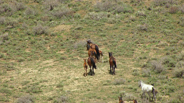 MS航拍野马在科罗拉多高原从荒凉峡谷到水牛/犹他州，美国视频素材