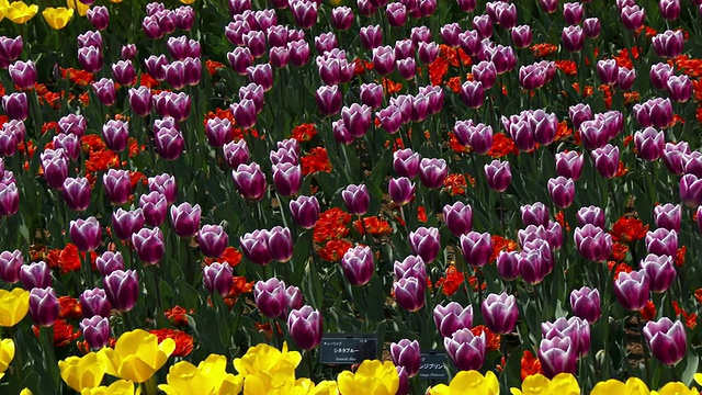日本东京昭和纪念国家公园的郁金香花坛视频素材