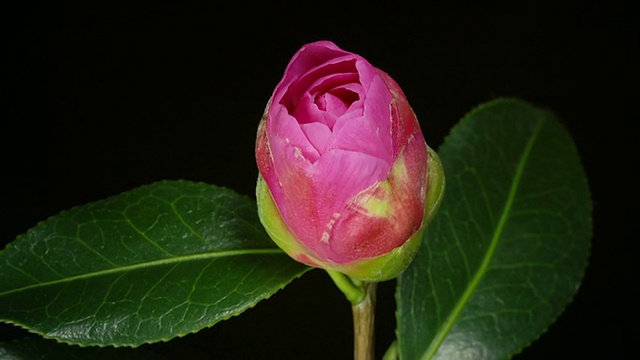 “ECU ZO T/L茶花开花的照片，花蕾雄蕊出现，暗绿色蜡质叶片，黑色背景/大伦敦，英国。”视频素材