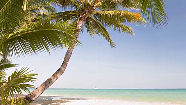 沙滩上的棕榈树视频下载