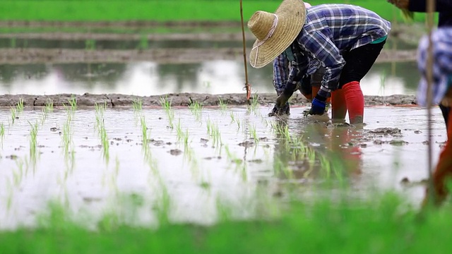 农民在稻田里种植水稻视频下载