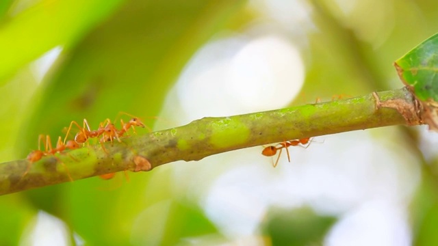 树上的红蚂蚁视频下载