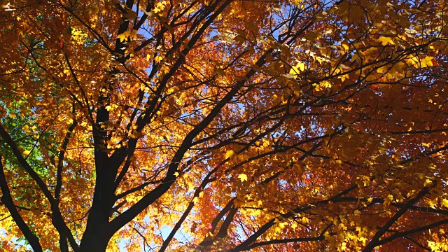 阳光透过中央公园的树叶照亮了秋色的树和落叶。视频下载