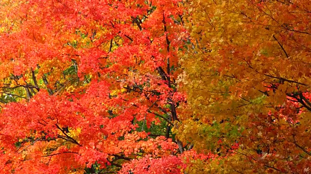 相机捕捉到了秋色的树叶和被风摇动的落叶。女人在拍照，其他女人在捡落叶。视频下载