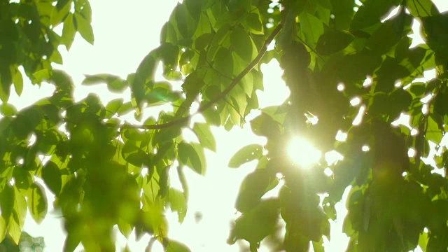 4K:阳光穿过树视频素材