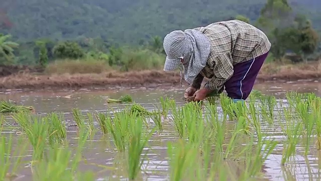 亚洲农民在工作中种植水稻视频素材