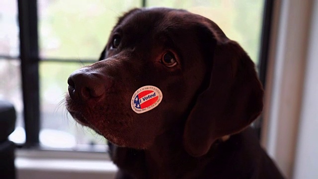 我投票的狗视频素材