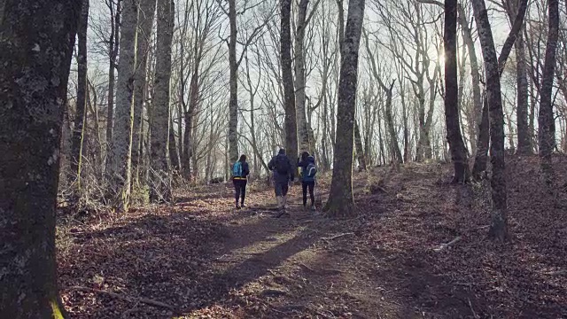 和朋友们一起冒险:在森林里徒步旅行视频下载