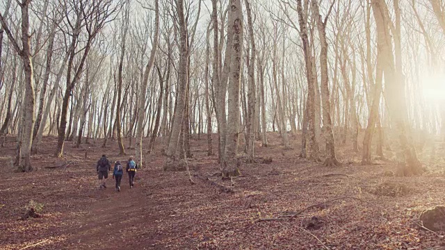 和朋友们一起冒险:在森林里徒步旅行视频下载