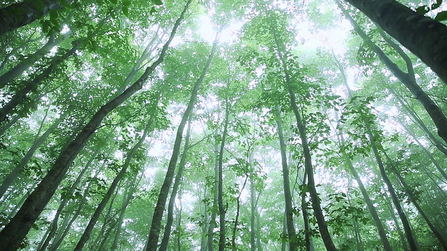 绿色的森林,绿色的叶子视频素材