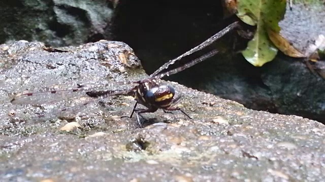 雨林里的蜻蜓视频下载