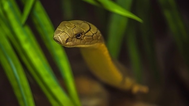 眼镜王蛇。视频下载