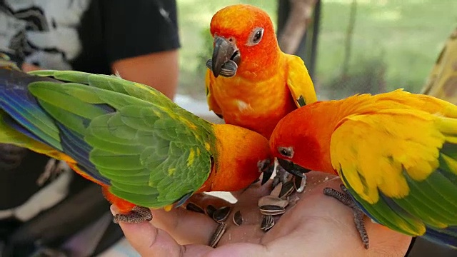五颜六色的鹦鹉鸟从手上吃东西视频素材