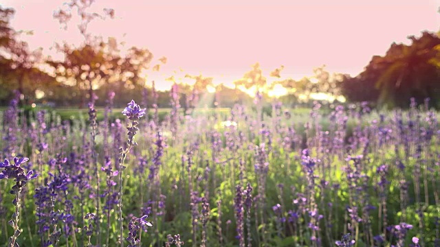 4K公园里的紫花视频下载