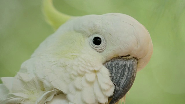 特写的硫冠凤头鹦鹉栖息在树上视频下载