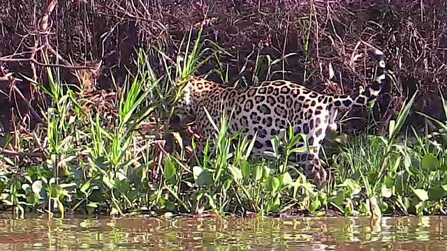 巴西潘塔纳尔库亚巴河沿岸猎豹视频素材