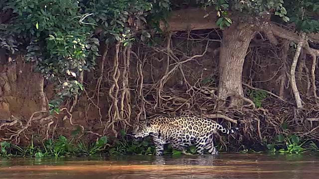 巴西潘塔纳尔库亚巴河沿岸猎豹视频素材