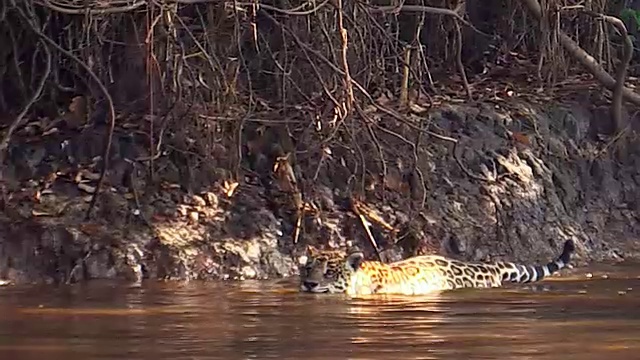 巴西潘塔纳尔，猎豹行走在库亚巴河上视频素材