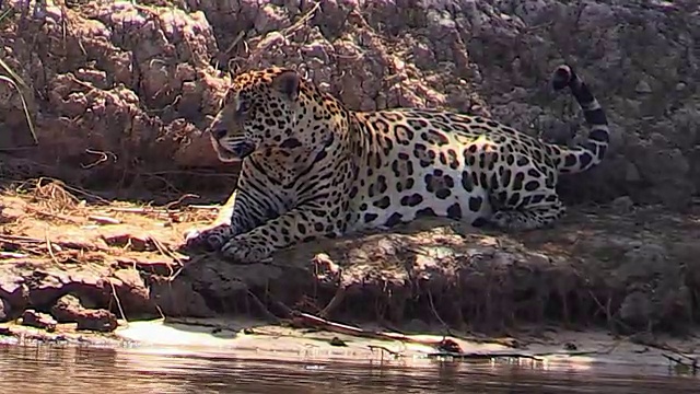 美洲虎躺在库亚巴河岸，潘塔纳尔，巴西视频素材
