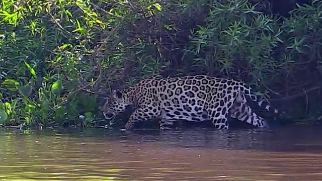 巴西潘塔纳尔，猎豹在库亚巴河上缓慢行走视频素材
