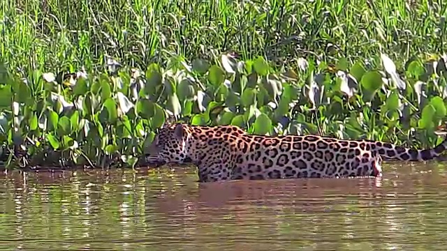 巴西潘塔纳尔，猎豹在库亚巴河上缓慢行走视频下载