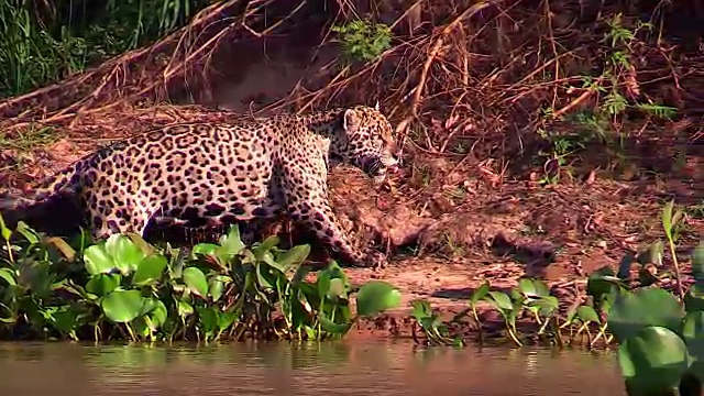 美洲虎在巴西潘塔纳尔库亚巴河游泳视频素材