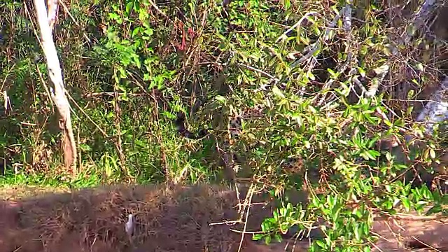 巴西潘塔纳尔库亚巴河畔，美洲豹行走视频素材