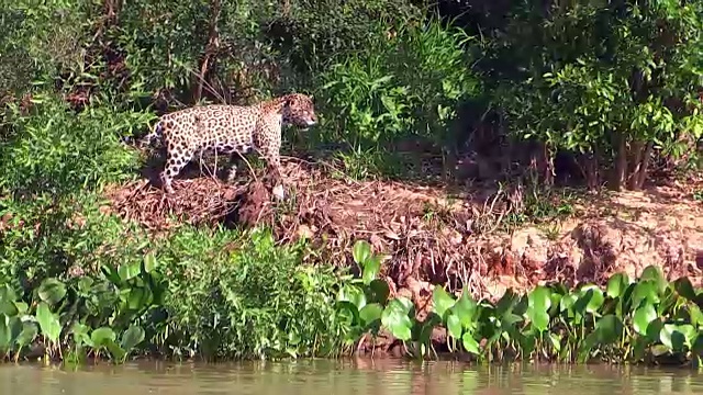 巴西潘塔纳尔库亚巴河畔，美洲豹行走视频素材