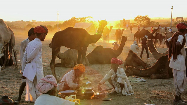 印度拉贾斯坦邦普什卡骆驼集市上，骆驼牧民在日落时集体聚集的画面视频下载