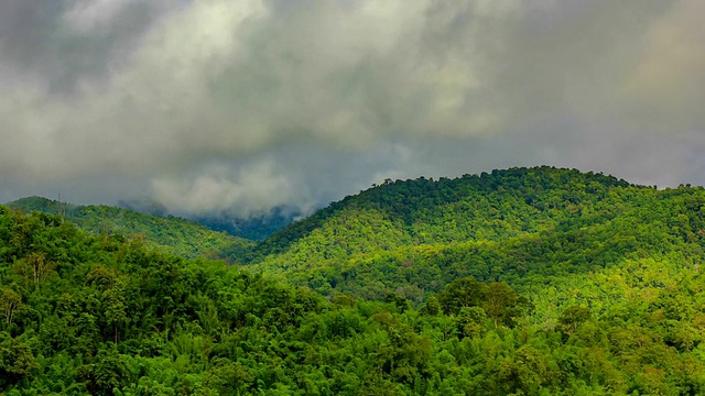 雨林和山雾视频素材