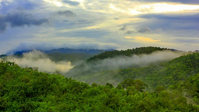 热带雨林的晨雾视频下载