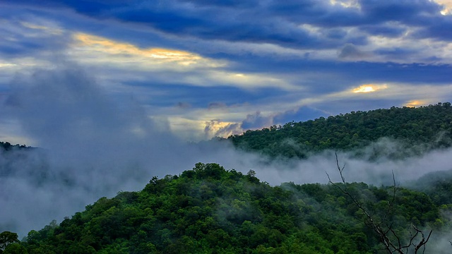 热带雨林的晨雾视频素材