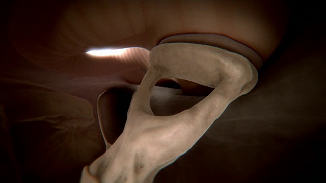 动画序列显示鼓膜发送振动的铁砧和镫骨在人的耳朵。视频下载