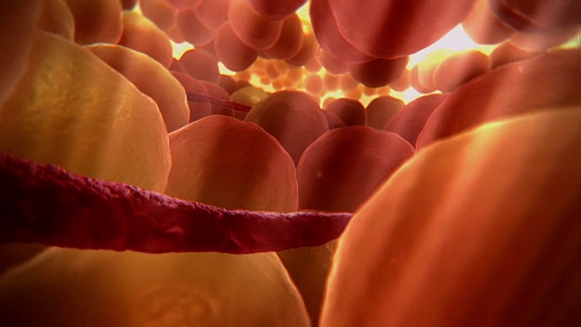 显示皮肤表面下脂肪细胞间血管的动画序列。视频下载