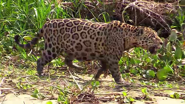 捷豹，在巴西潘塔纳尔的高草丛中行走视频下载